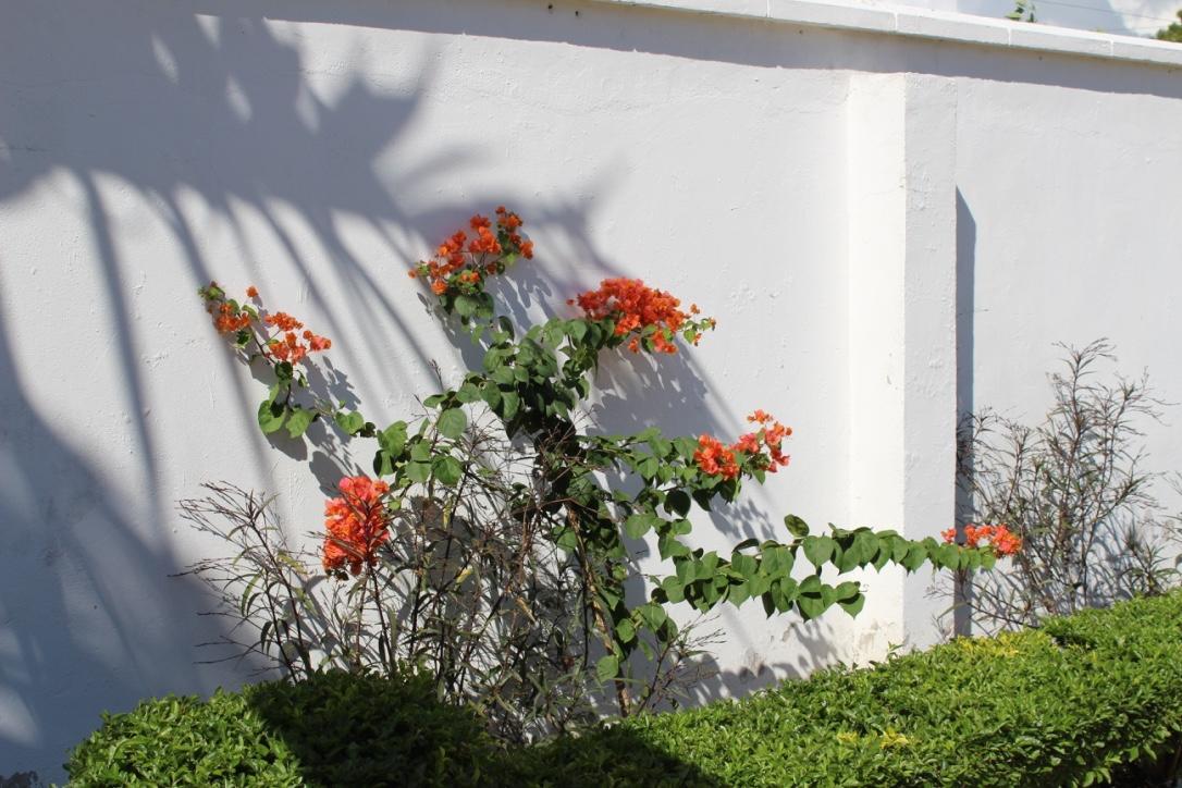 Idc Guest House Bagamoyo Dış mekan fotoğraf